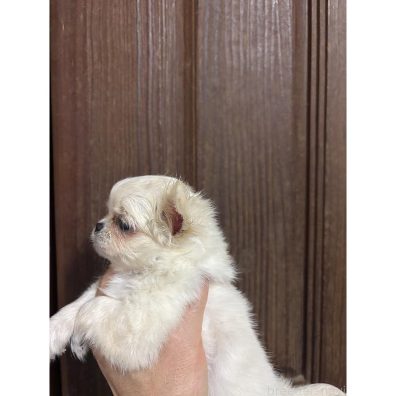 販売中の福島県のチワワ(ロングコート)-449321の2枚目