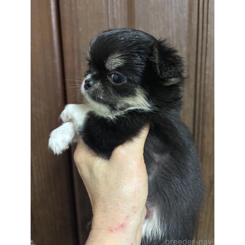 販売中の福島県のチワワ(ロングコート)-449322の3枚目