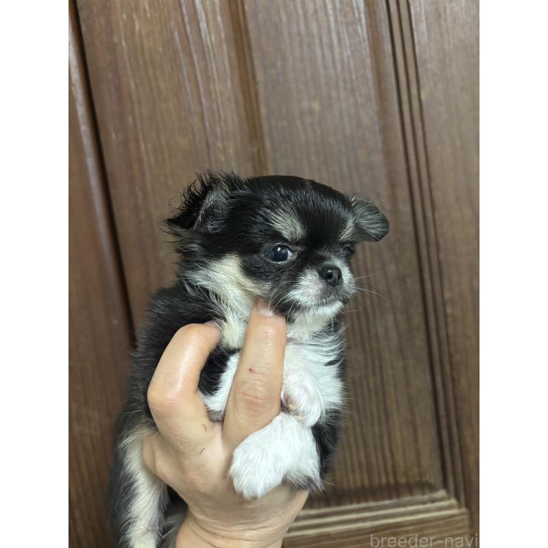 販売中の福島県のチワワ(ロングコート)-449322の2枚目