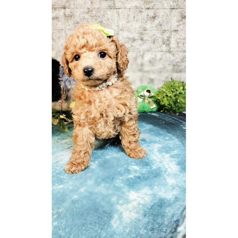 販売中の愛媛県のタイニープードル-447115の4枚目