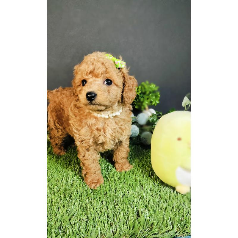 販売中の愛媛県のタイニープードル-447115の3枚目