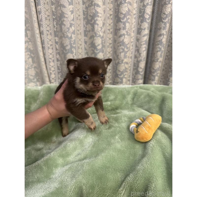 販売中の大阪府のポメチワ:ポメラニアン×チワワ-449323の4枚目