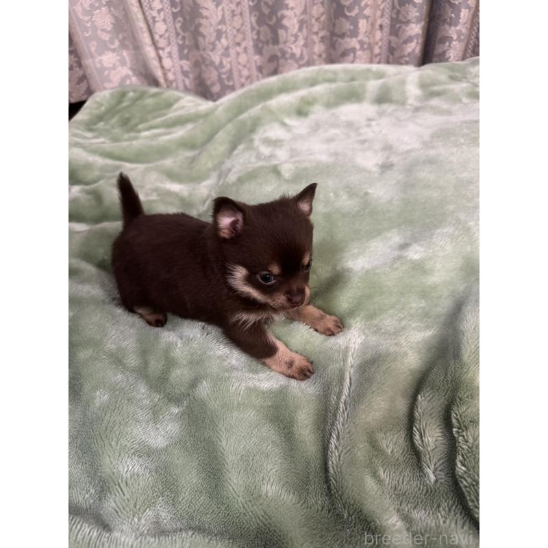 販売中の大阪府のポメチワ:ポメラニアン×チワワ-449323の2枚目