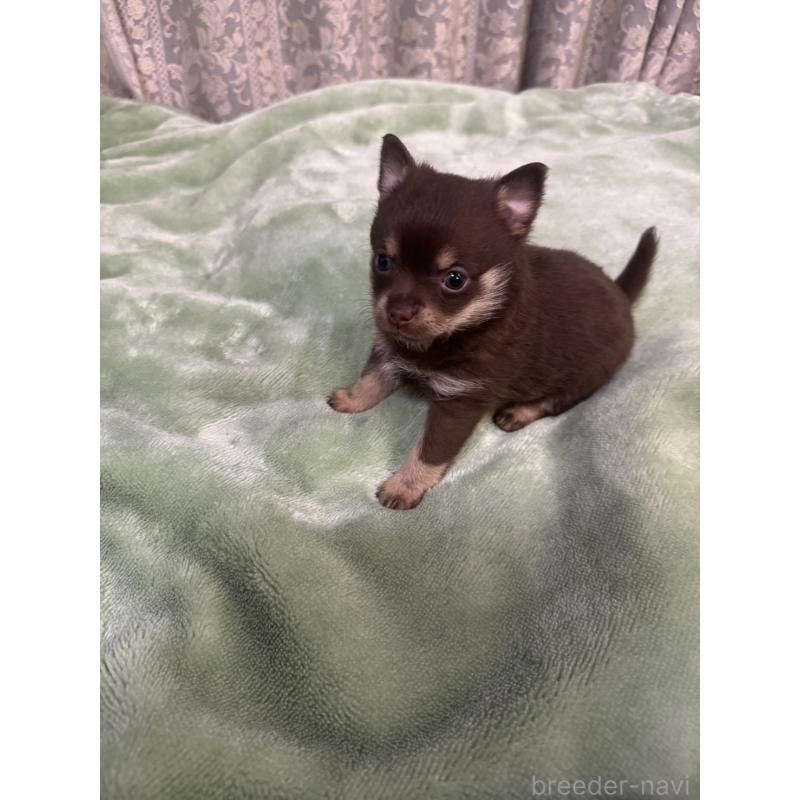 販売中の大阪府のポメチワ:ポメラニアン×チワワ-449323の3枚目