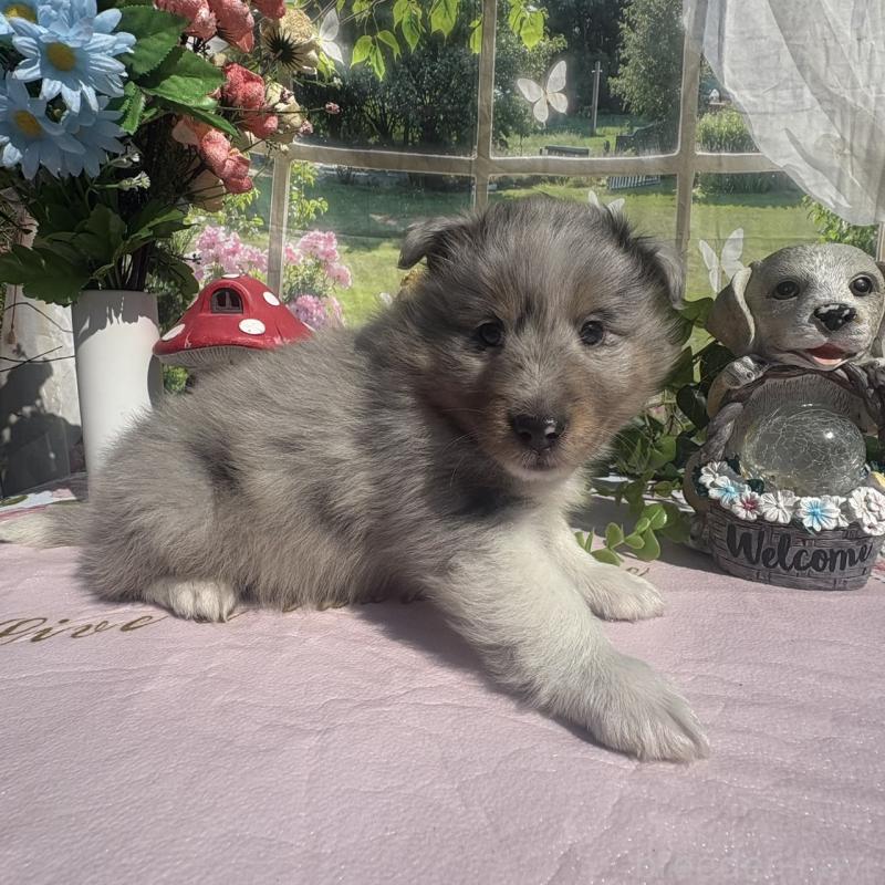 販売中の山梨県のシェットランドシープドッグ(シェルティ)-447232