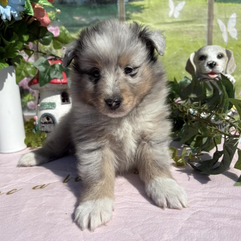 販売中の山梨県のシェットランドシープドッグ(シェルティ)-447233