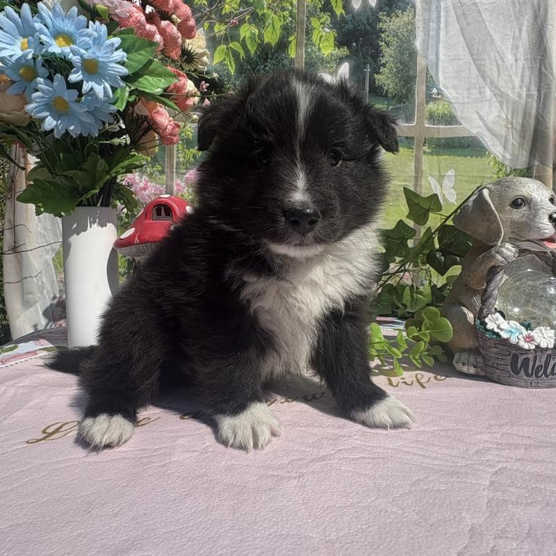 販売中の山梨県のシェットランドシープドッグ(シェルティ)-447231