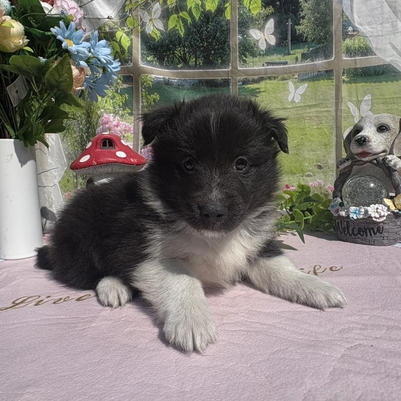 販売中の山梨県のシェットランドシープドッグ(シェルティ)-447228