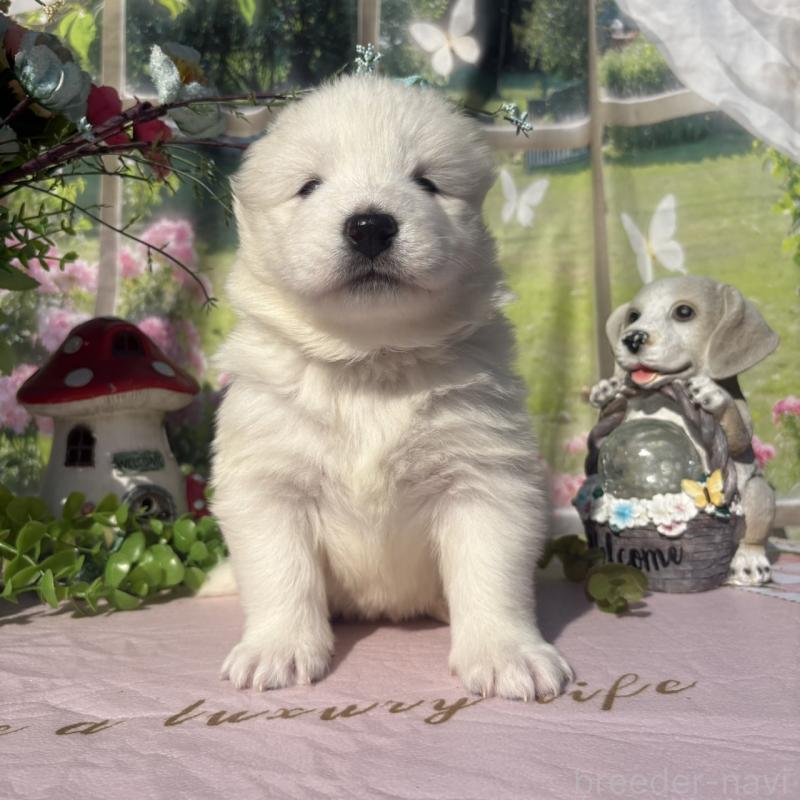 販売中の山梨県のサモエド-449324の1枚目