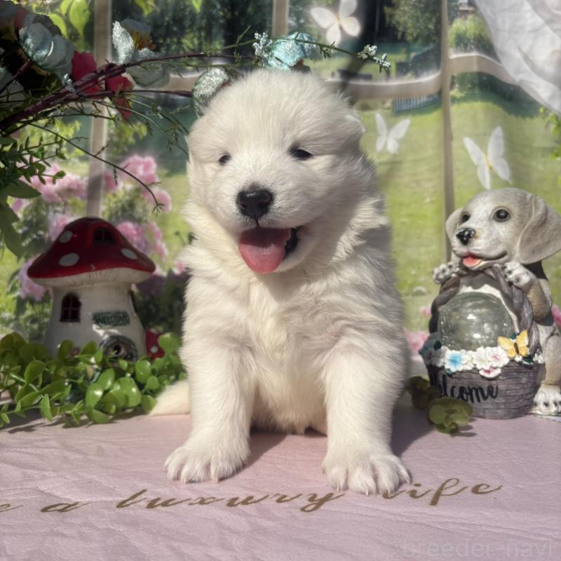 販売中の山梨県のサモエド-449324の3枚目