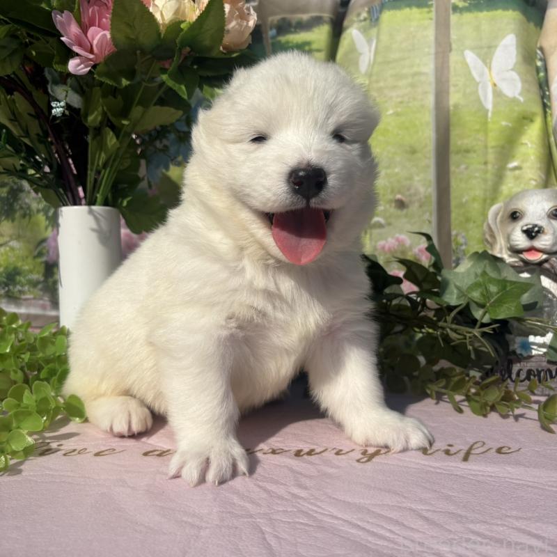 販売中の山梨県のサモエド-449324の2枚目