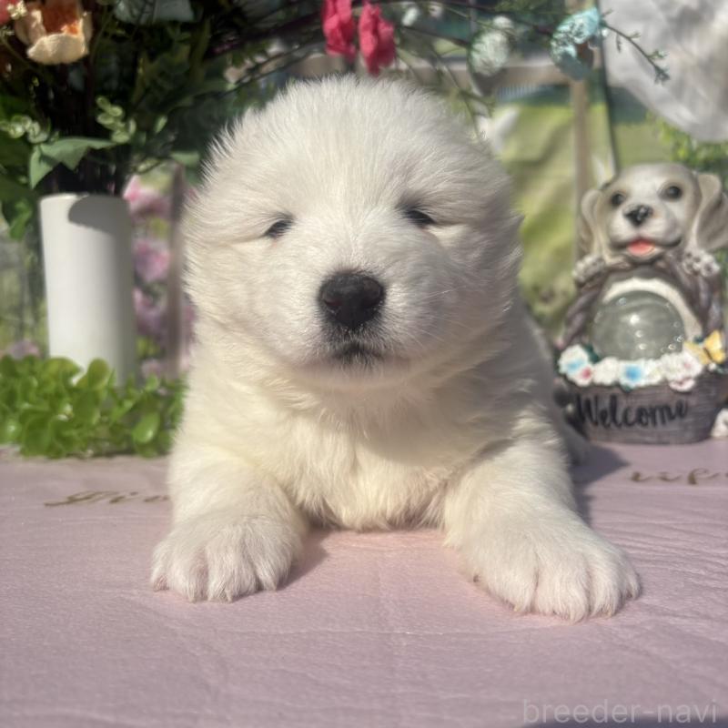 販売中の山梨県のサモエド-449325の1枚目