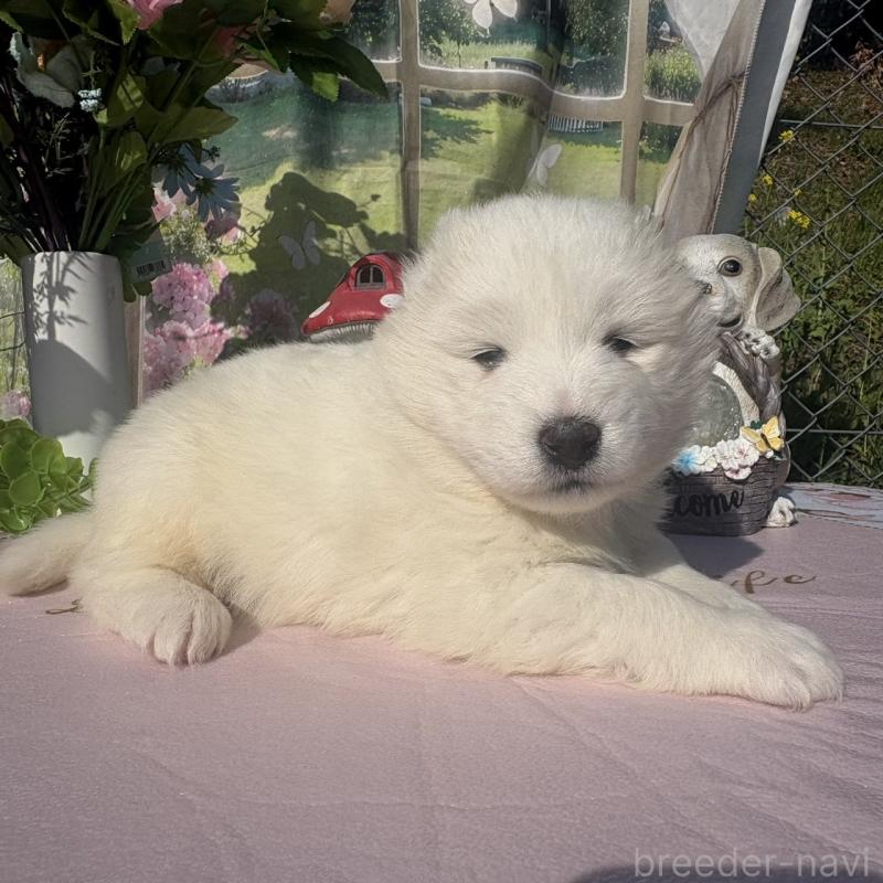 販売中の山梨県のサモエド-449325の3枚目