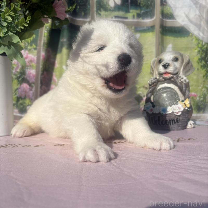 販売中の山梨県のサモエド-449325の2枚目