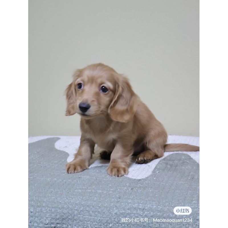 販売中の埼玉県のカニンヘンダックスフンド(ロングヘアード)-449326の1枚目