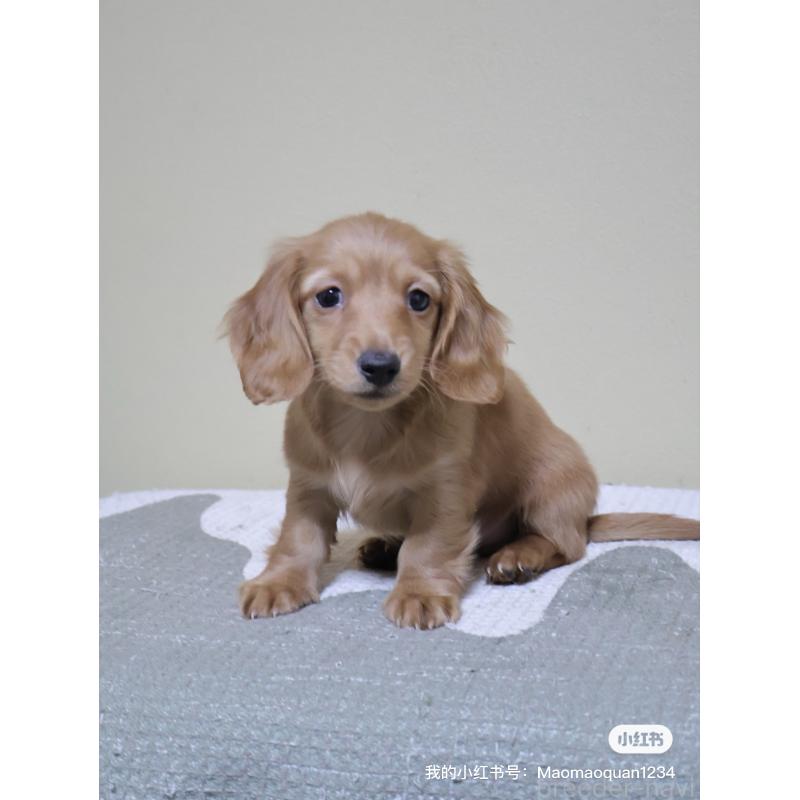 販売中の埼玉県のカニンヘンダックスフンド(ロングヘアード)-449326の3枚目