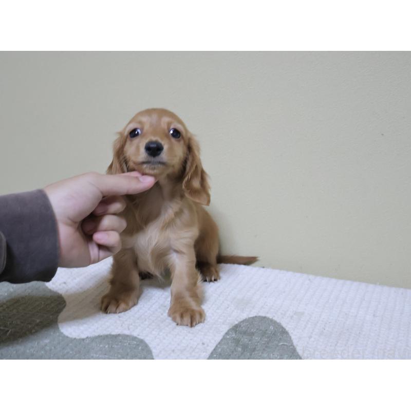 販売中の埼玉県のカニンヘンダックスフンド(ロングヘアード)-449326の2枚目