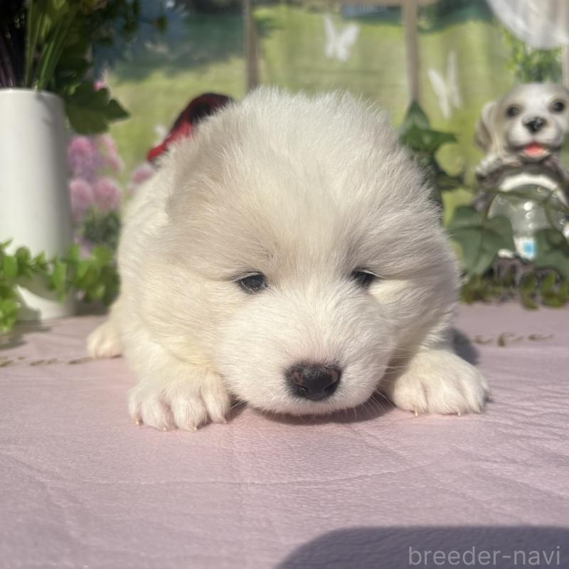 販売中の山梨県のサモエド-449327の3枚目