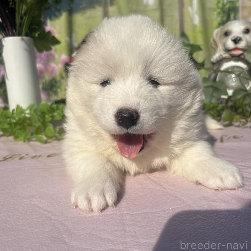 販売中の山梨県のサモエド-449327の2枚目