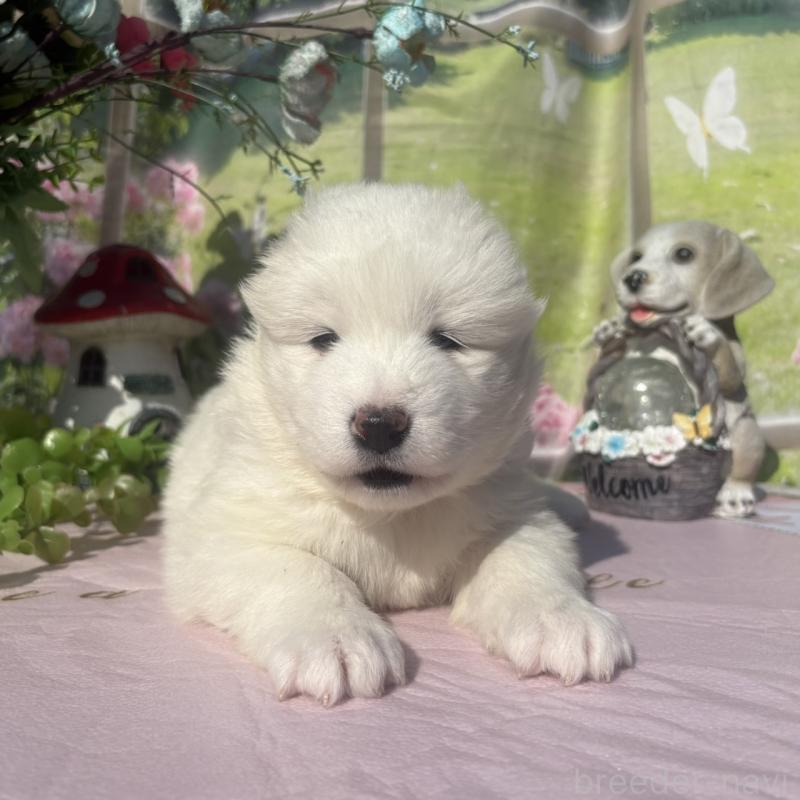 販売中の山梨県のサモエド-449328の3枚目