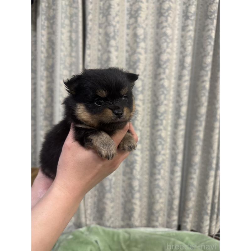 販売中の大阪府のポメチワ:ポメラニアン×チワワ-449329の5枚目