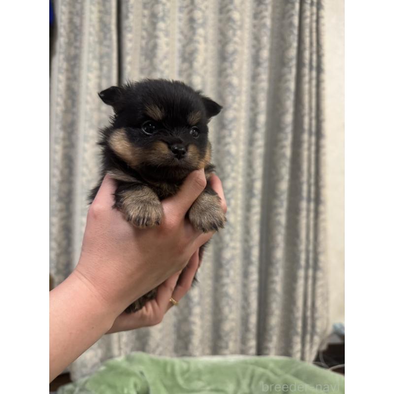 販売中の大阪府のポメチワ:ポメラニアン×チワワ-449329の4枚目