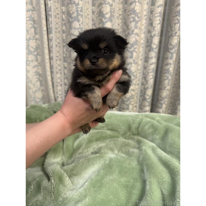 販売中の大阪府のポメチワ:ポメラニアン×チワワ-449329の3枚目