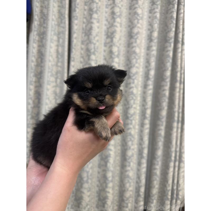 販売中の大阪府のポメチワ:ポメラニアン×チワワ-449329の2枚目