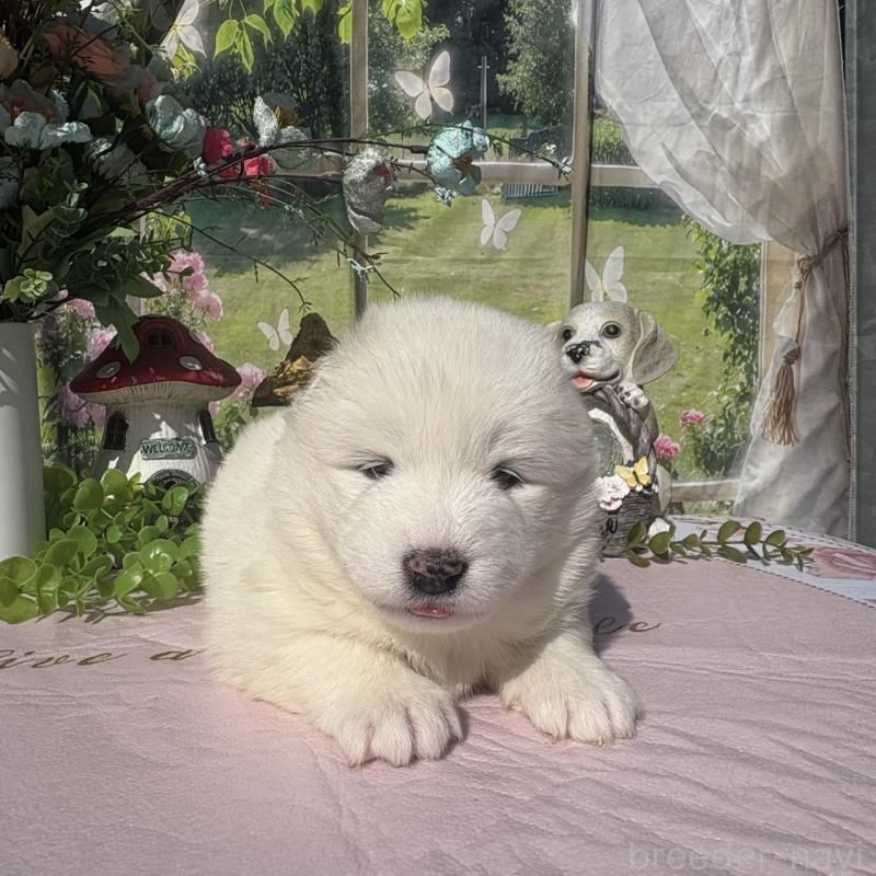 販売中の山梨県のサモエド-449330の3枚目