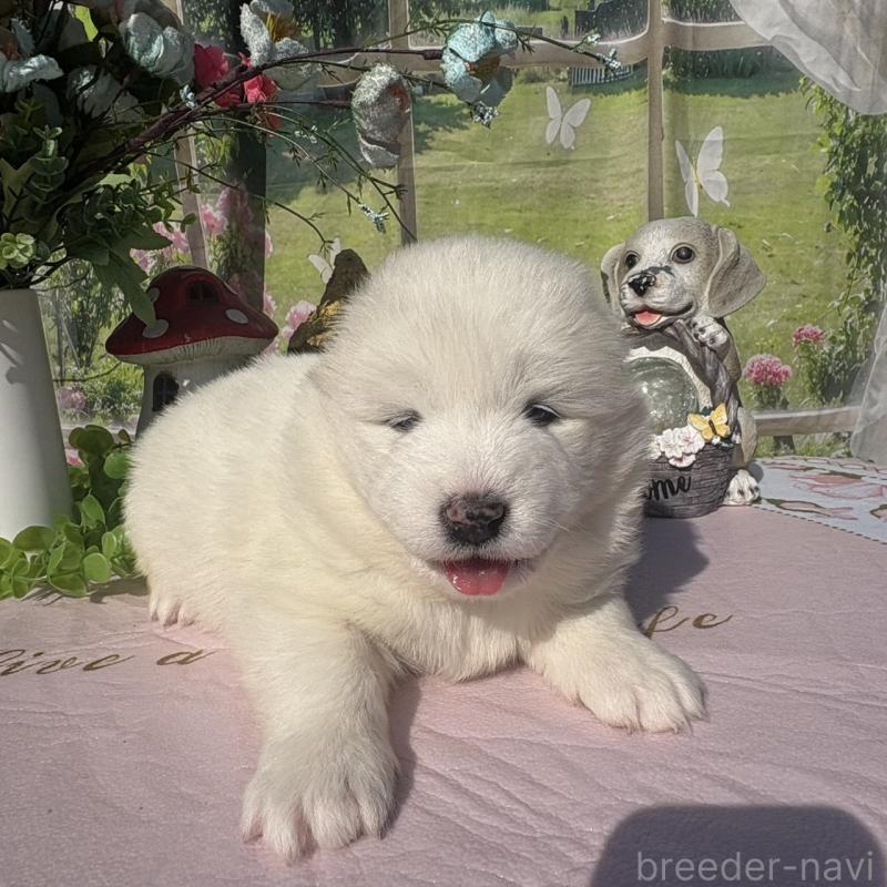 販売中の山梨県のサモエド-449330の2枚目