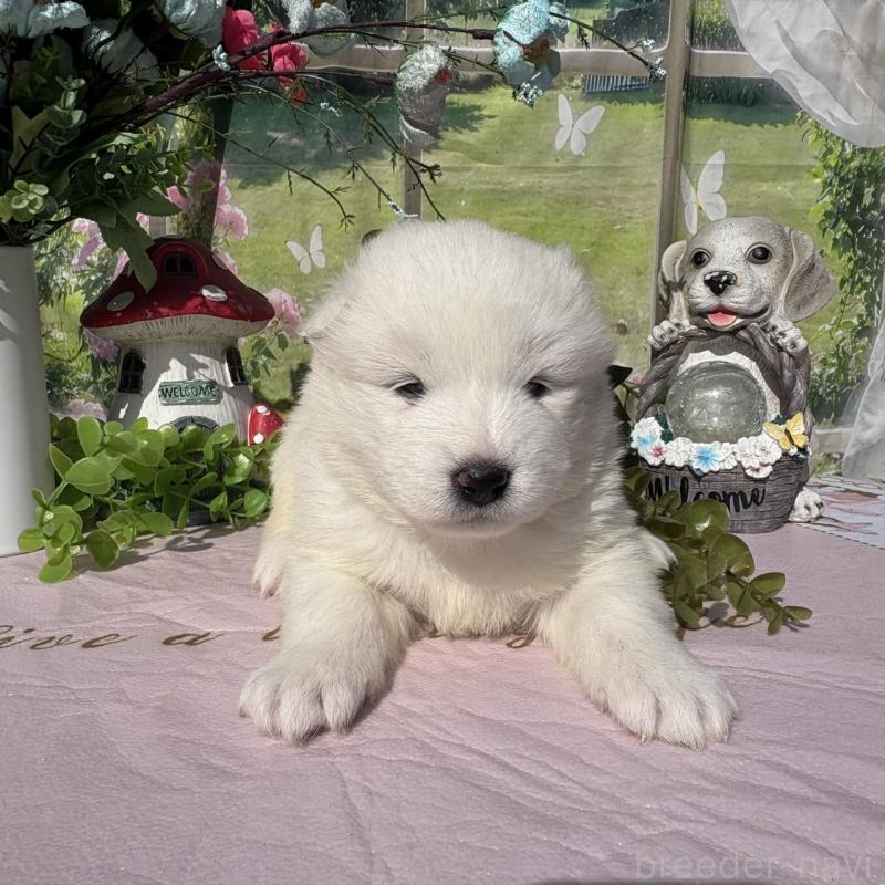 販売中の山梨県のサモエド-449331の3枚目