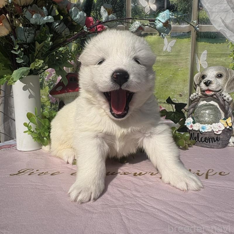 販売中の山梨県のサモエド-449331