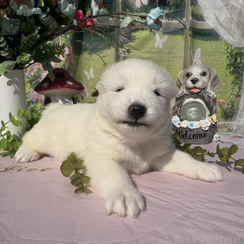 販売中の山梨県のサモエド-449331の2枚目