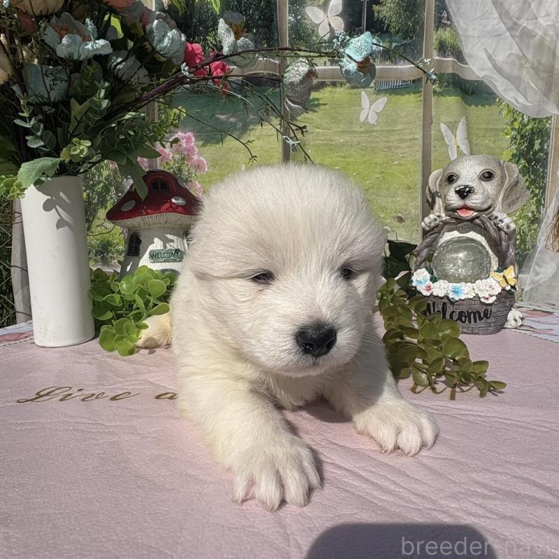 販売中の山梨県のサモエド-449332の3枚目