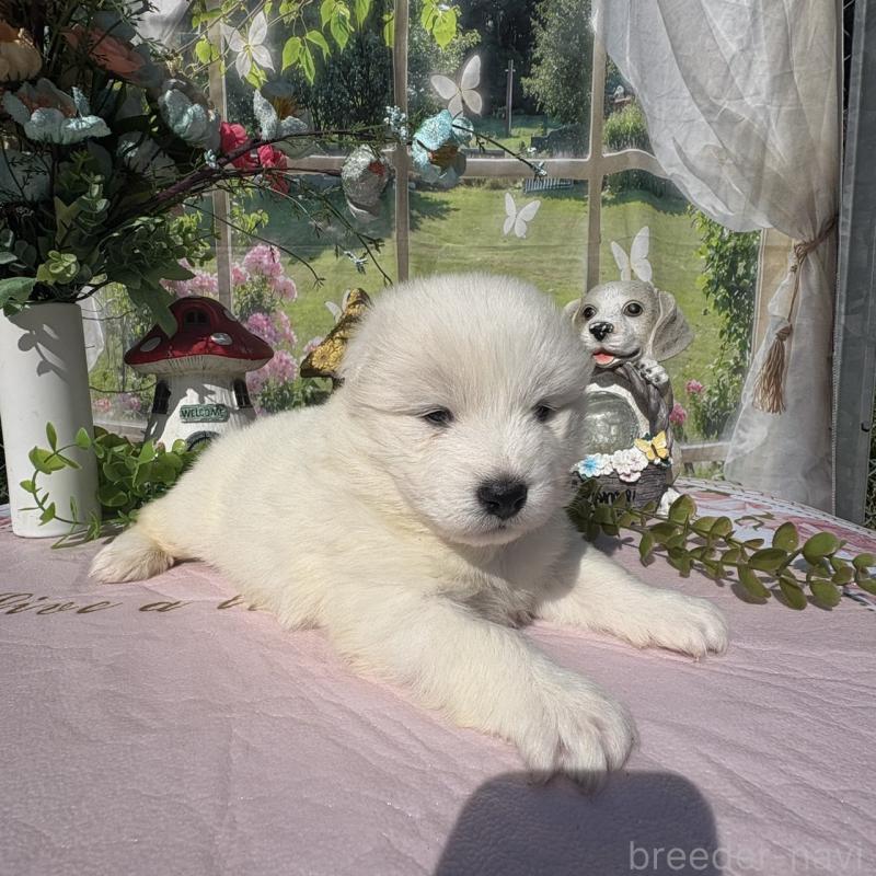 販売中の山梨県のサモエド-449332の1枚目