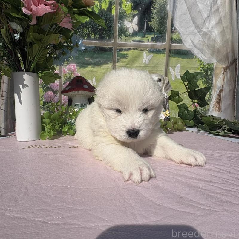 販売中の山梨県のサモエド-449332の2枚目