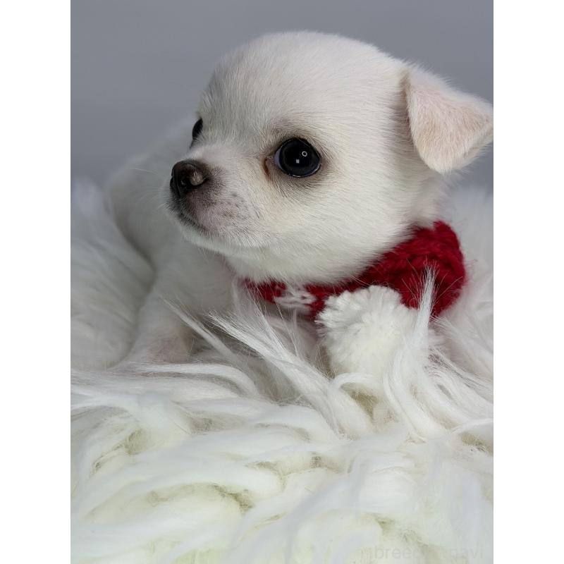 販売中の京都府のチワワ(スムースコート)-449333の3枚目