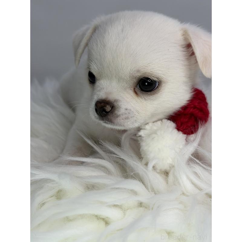 販売中の京都府のチワワ(スムースコート)-449333の2枚目