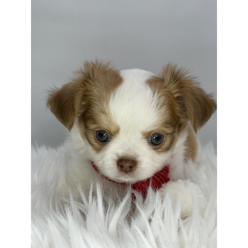 販売中の京都府のチワワ(ロングコート)-449334の3枚目