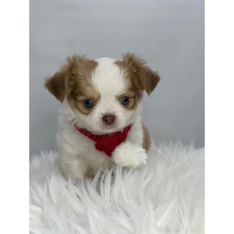 販売中の京都府のチワワ(ロングコート)-449334の2枚目