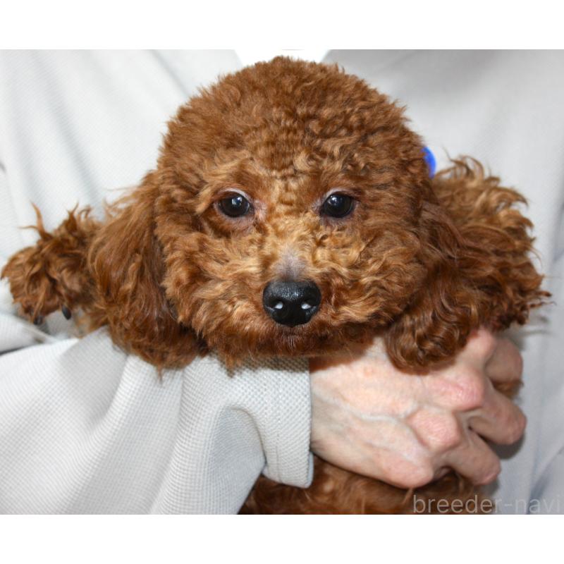 販売中の福岡県のトイプードル-392612の2枚目