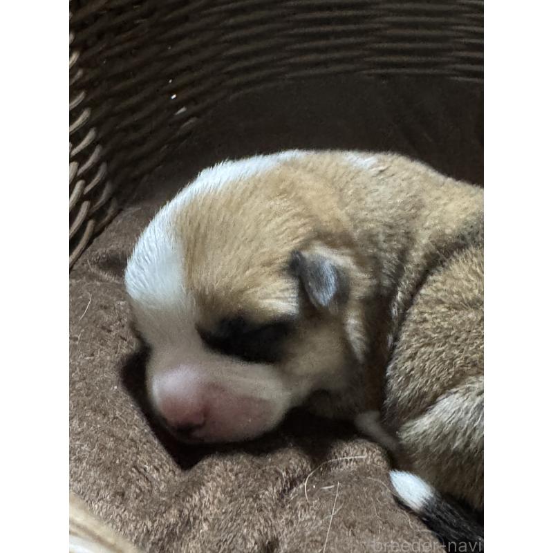 販売中の奈良県のウェルシュコーギーペンブローク-449335の5枚目