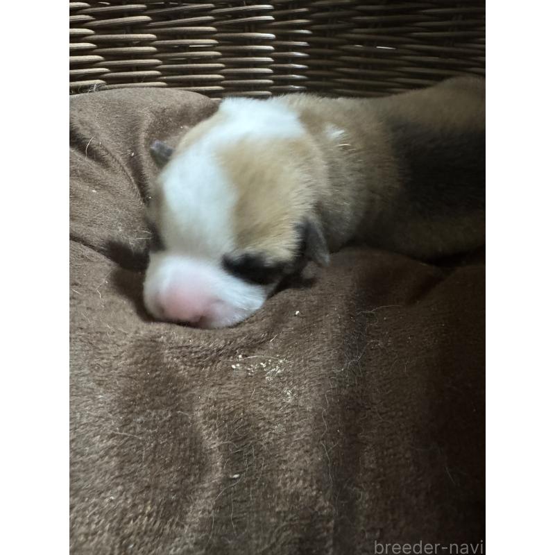 販売中の奈良県のウェルシュコーギーペンブローク-449335の4枚目