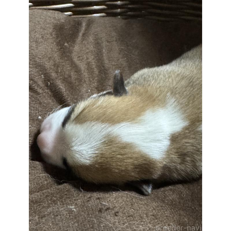 販売中の奈良県のウェルシュコーギーペンブローク-449335の3枚目