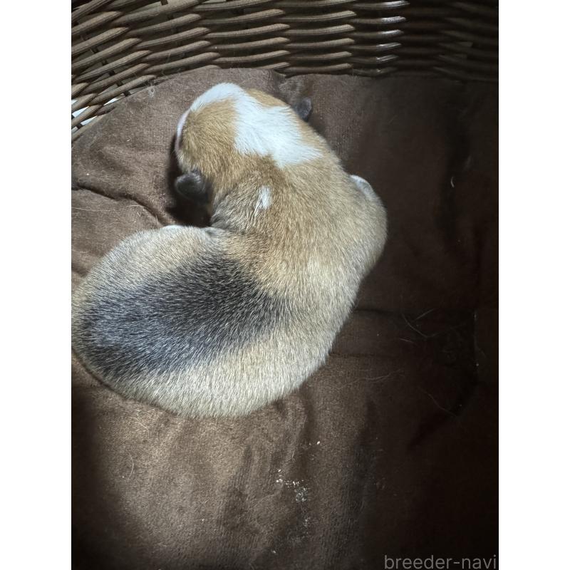 販売中の奈良県のウェルシュコーギーペンブローク-449335の2枚目