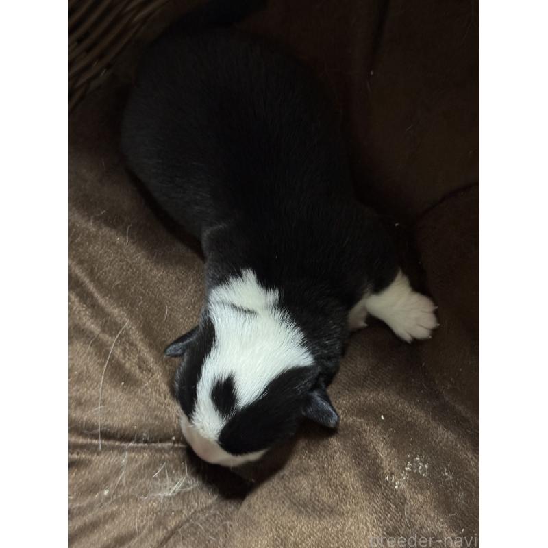 販売中の奈良県のウェルシュコーギーペンブローク-449336の2枚目