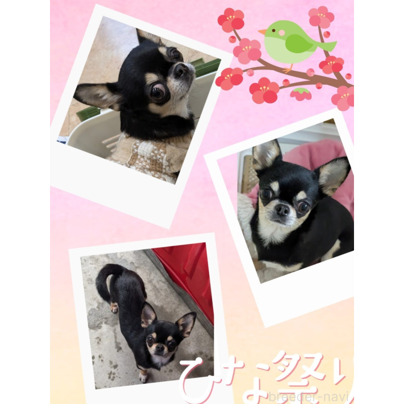 販売中の福井県のチワワ(スムースコート)-449179の3枚目