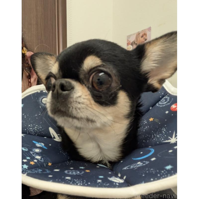 販売中の福井県のチワワ(スムースコート)-449179の2枚目