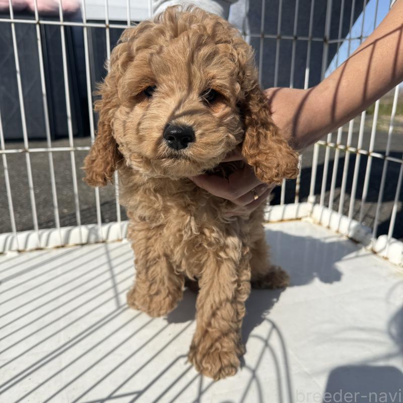 販売中の岐阜県のコッカプー:アメリカンコッカースパニエル×トイプードル-449180