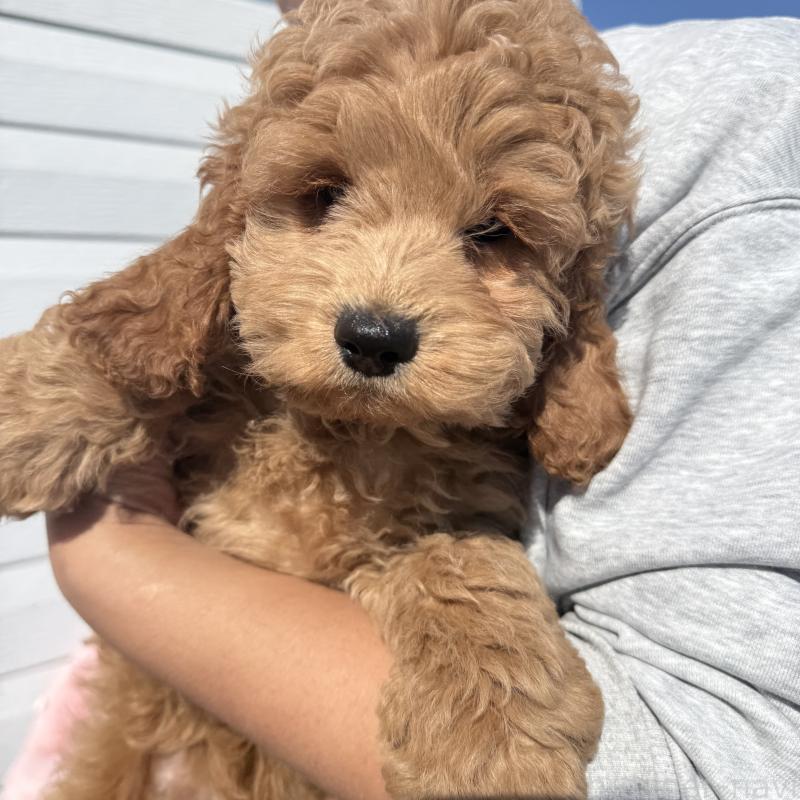 販売中の岐阜県のコッカプー:アメリカンコッカースパニエル×トイプードル-449180の2枚目